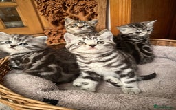 British Shorthair cats for sale: Pedigree Black Silver Tabby kittens  - Advert 7