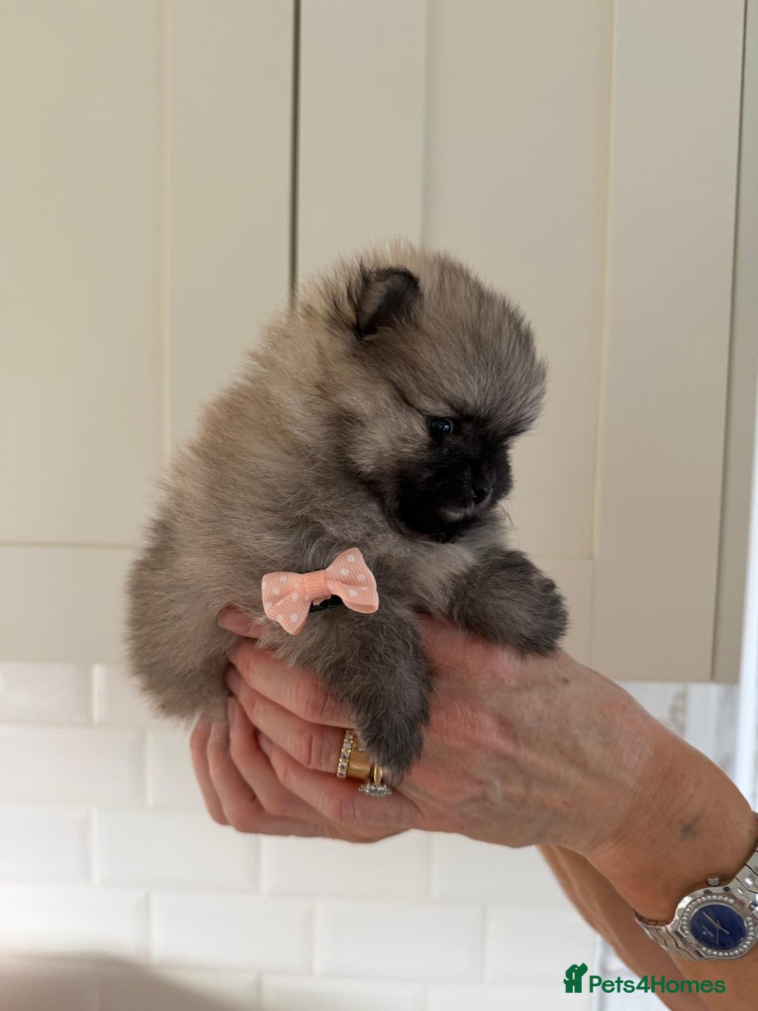 Pomeranian dogs for sale: 4 beautiful Pomeranians available for reservation - Advert 6