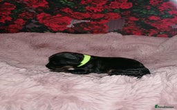Cavapoo dogs for sale: Exceptional Cavapoo babies  - Image 3