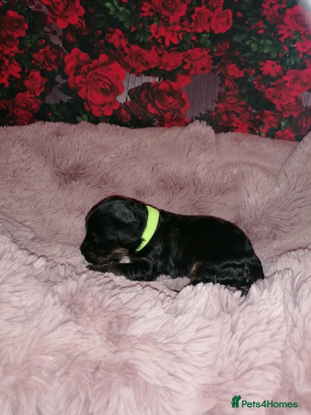 Cavapoo dogs for sale: Exceptional Cavapoo babies  - Image 3
