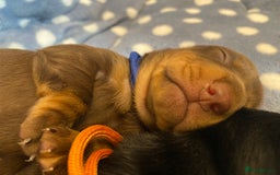 Miniature Dachshund dogs for sale: TRUE MINIATURE DACHSHUND PUPPIES  - Image 10