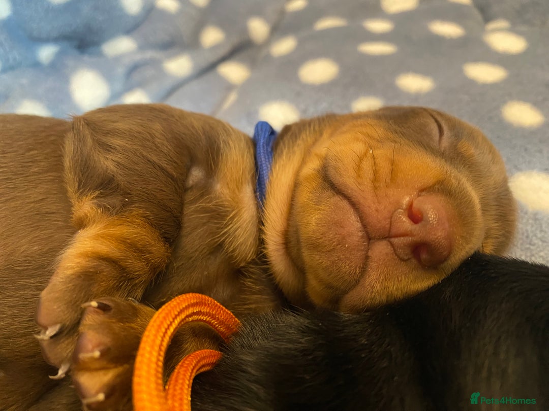 Miniature Dachshund dogs for sale: TRUE MINIATURE DACHSHUND PUPPIES  - Image 10