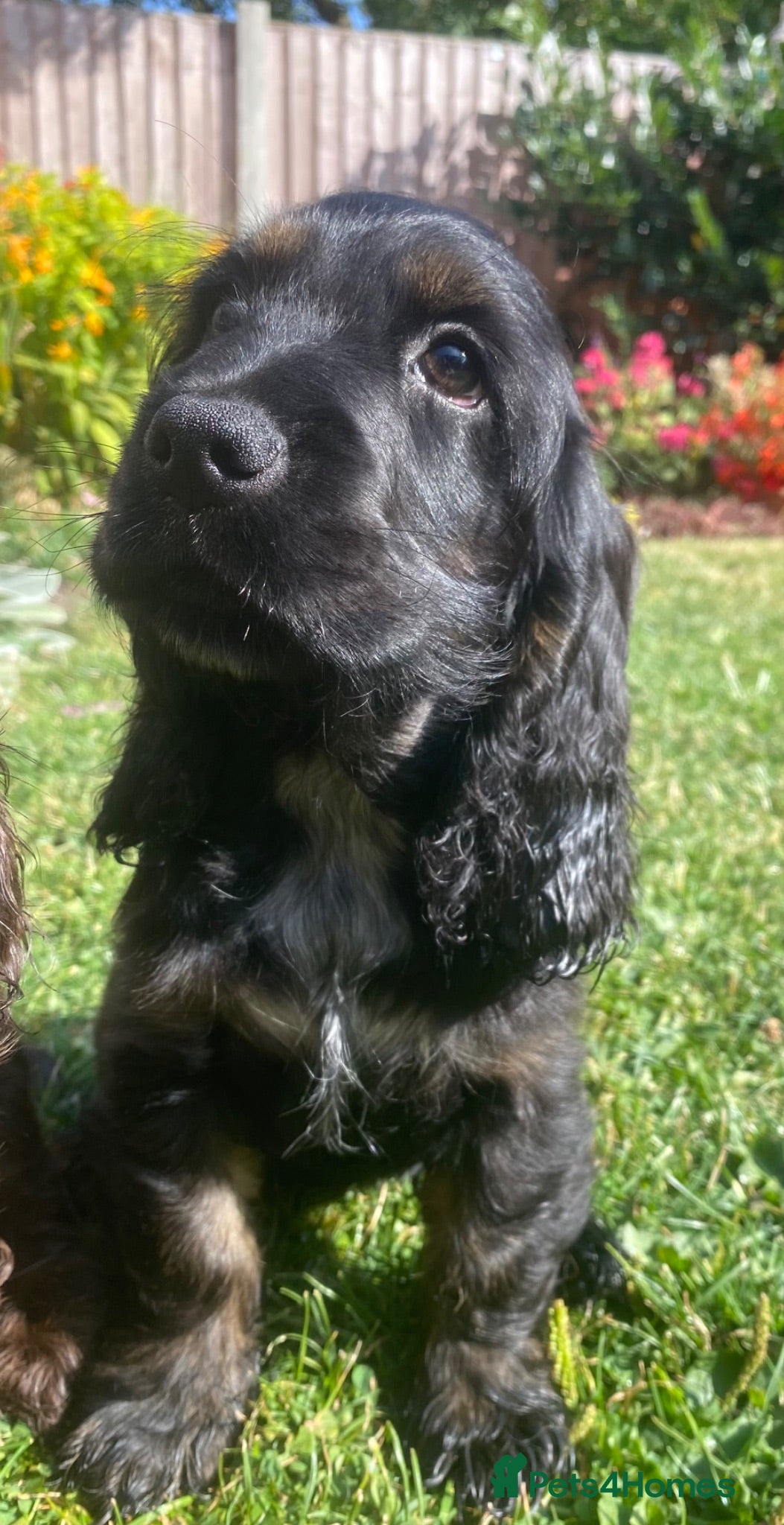 Cocker Spaniel dogs Lovely show Cocker spaniel puppies 🐶  - Advert 2