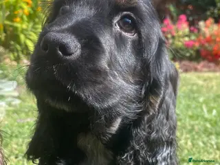 Cocker Spaniel dogs Lovely show Cocker spaniel puppies 🐶 - Advert 2