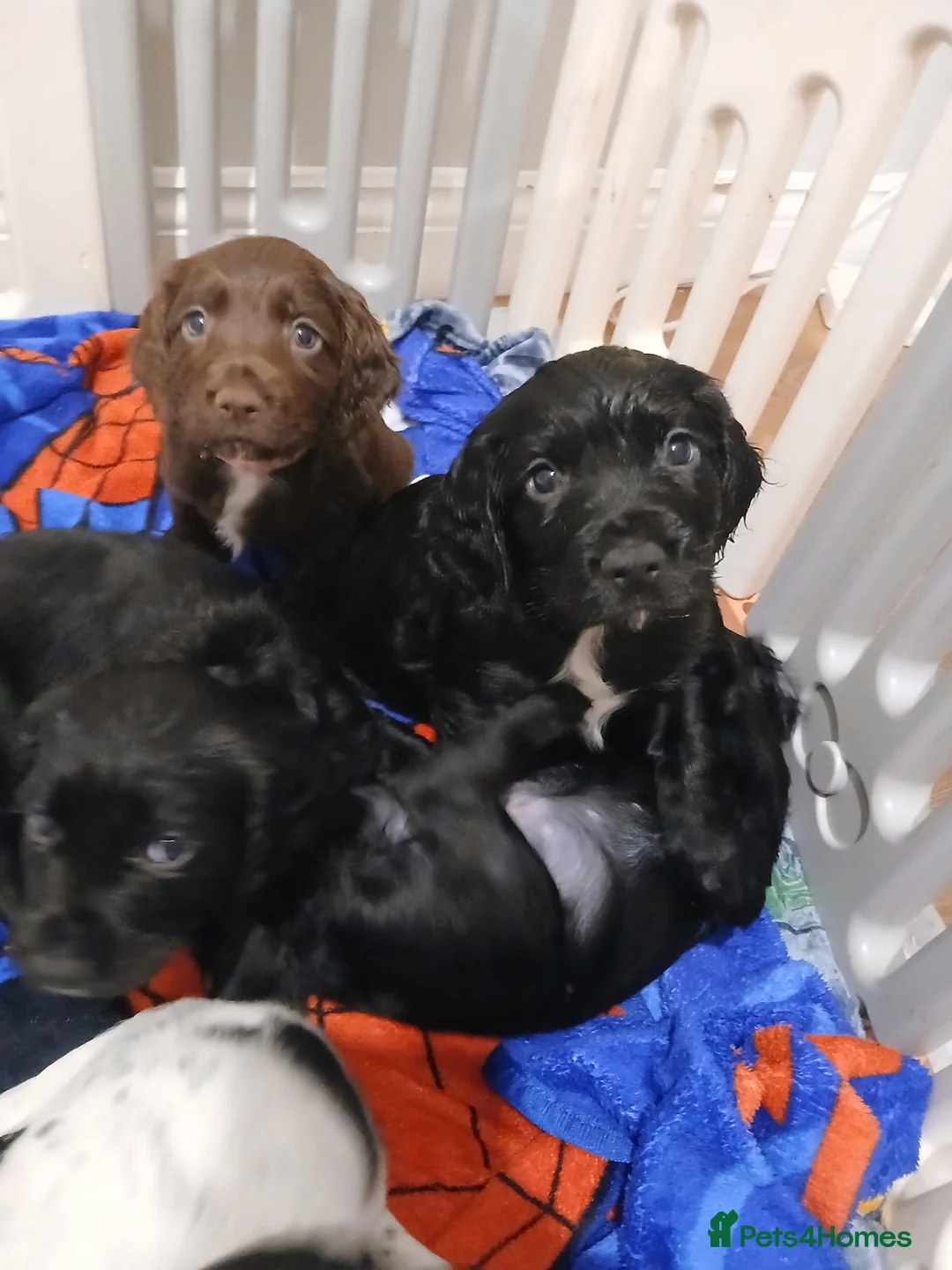 Cocker Spaniel dogs for sale: *ready to leave* pedigree Cocker spaniel  - Advert 2