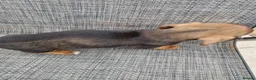 Dachshund dogs for sale: Dachshund puppies 8wks - Advert 8
