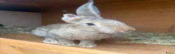 Continental Giant rabbits for sale: 4 month old female continental giant  in Truro - Advert 2