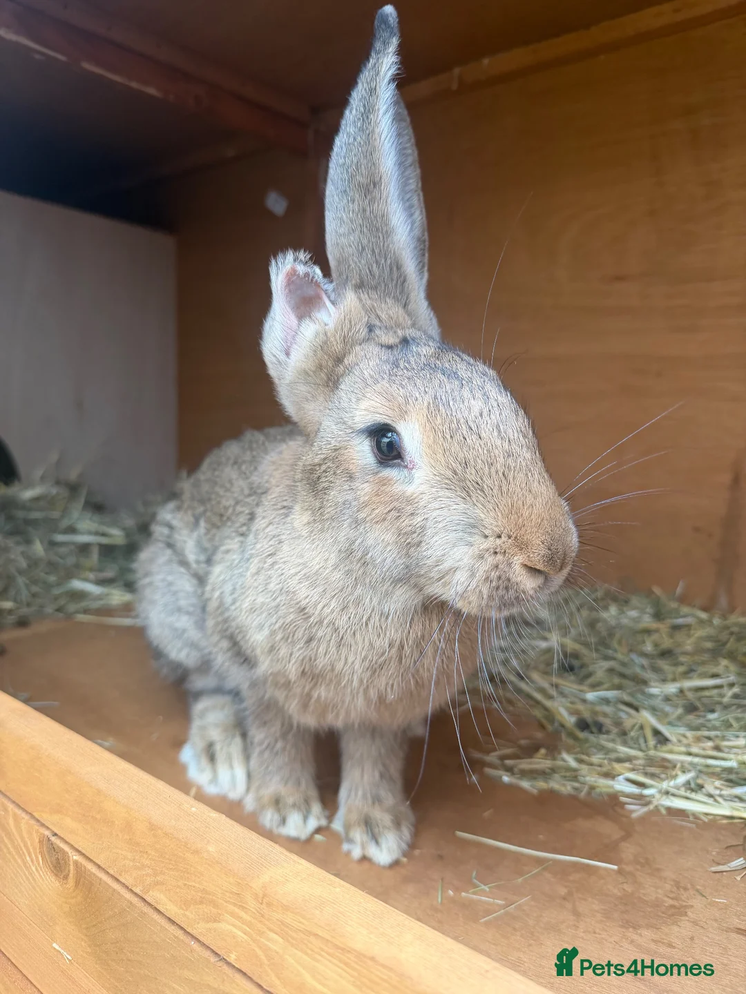 Continental Giant rabbits for sale: 4 month old female continental giant  in Truro - Advert 2