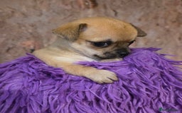 Chihuahua dogs for sale: CHIHUAHUA PUPPY  - Advert 11