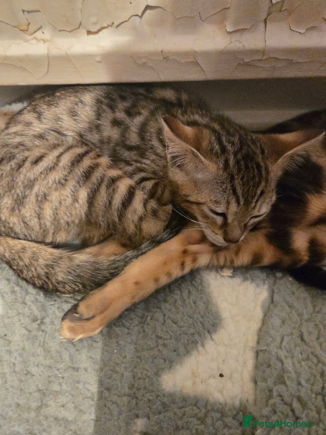 Bengal cats for sale: Two stunning little girls absolutely stunning!!!  - Advert 8