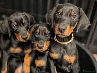 Dobermann dogs Pedigree Dobermanns – Black & Tan - Advert 13