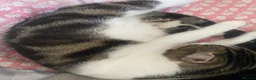 Mixed Breed cats for sale: 1 female kitten left for sale portsmouth - Advert 6