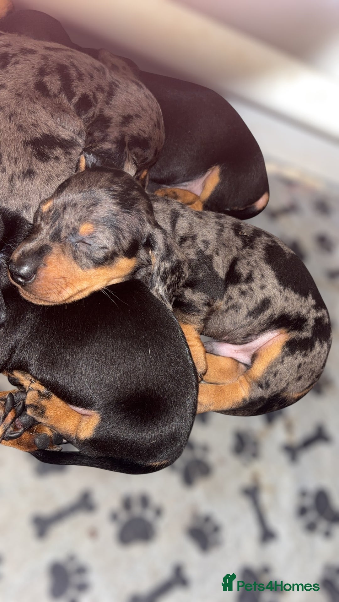 Miniature Dachshund dogs for sale: Lovely Mini Daschunds Looking For A Forever Sofa - Image 15