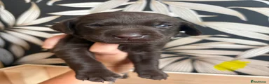 Labrador Retriever 4