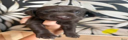 Labrador Retriever dogs for sale: Beautiful Chocolate Labs - Advert 7