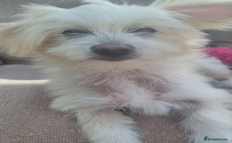 Chinese Crested dogs - Advert 1