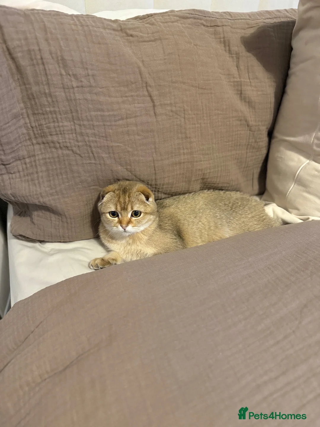 Scottish Fold cats for sale: Beautiful Scottish Fold Litter 3 Boys 1 Girl in Leicester - Advert 11