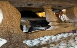 Maine Coon cats for sale: The Cutest Maine Coon X Domestic Shorthair Kittens - Image 1