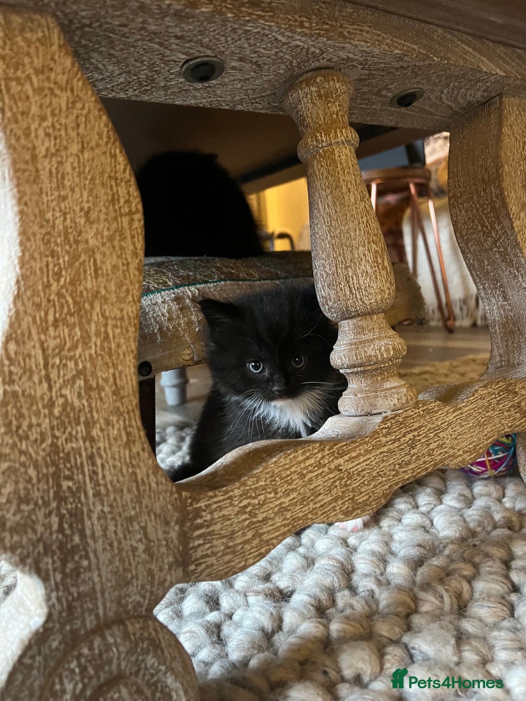 Maine Coon cats for sale: The Cutest Maine Coon X Domestic Shorthair Kittens - Image 1