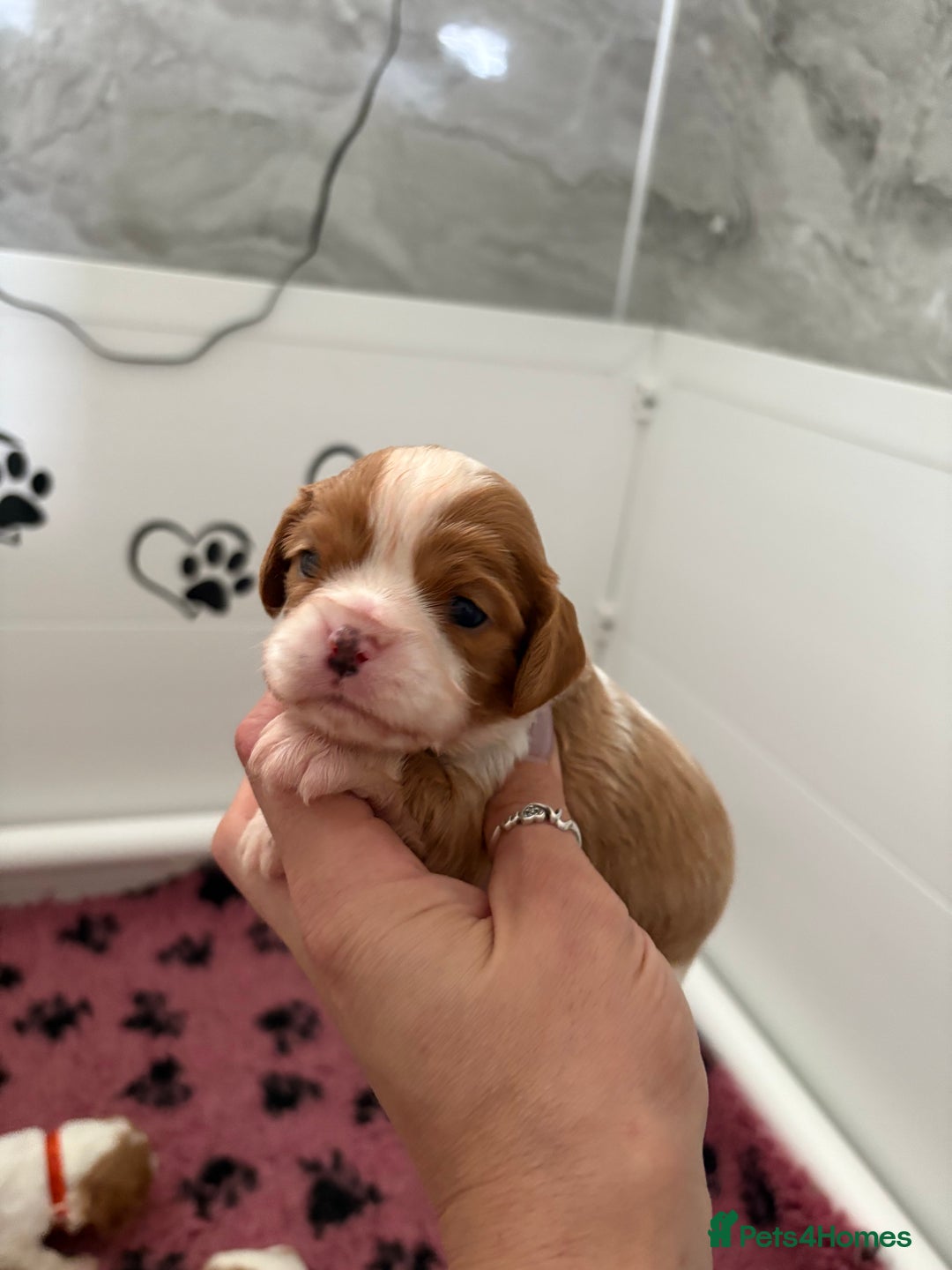 Cavalier King Charles Spaniel dogs for sale: Beautiful Cavalier King Charles Spaniels - Image 9