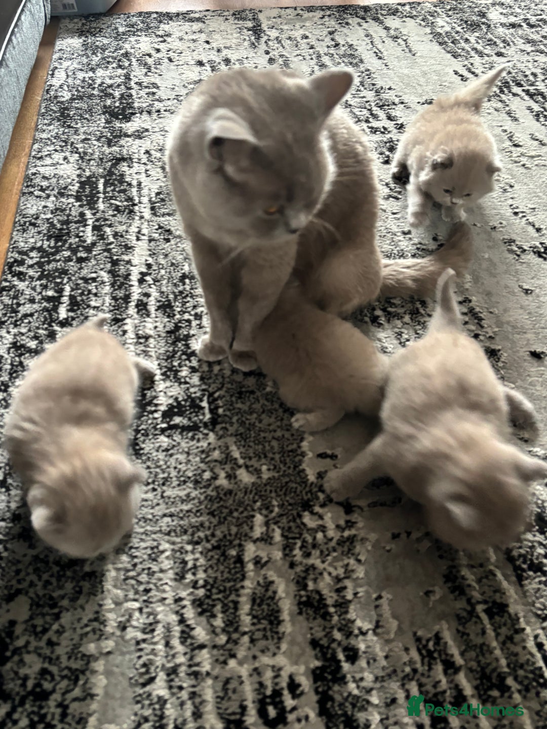 British Shorthair cats for sale: Gccf registered boy available  - Advert 2