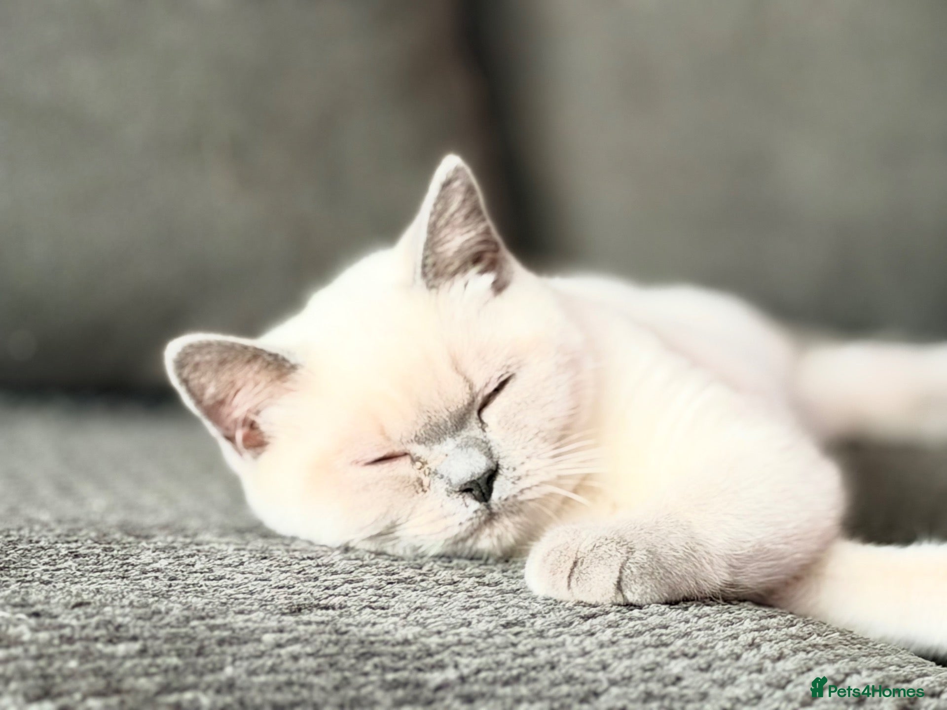 British Shorthair cats British Shorthair Kittens (available now) - Advert 6