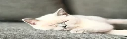 British Shorthair cats for sale: British Shorthair Kittens (available now) - Advert 1