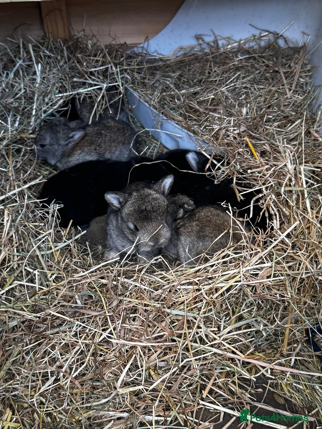Lionhead rabbits for sale: Netherland x lop - Advert 2