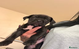 Cane Corso dogs for sale: Cane Corso puppies - Image 12