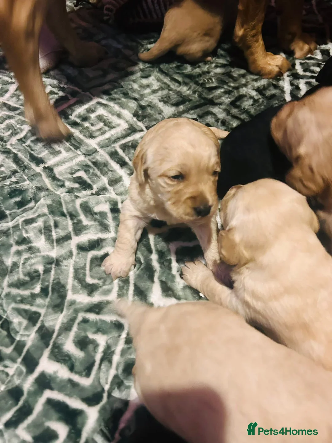 Mixed Breed dogs for sale: 9 Beautiful Puppies for sale - Advert 19