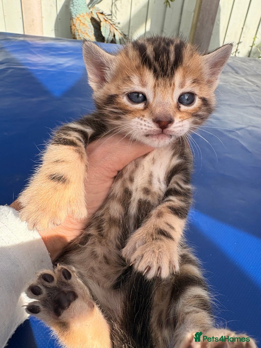 Keetso cats for sale: Stunning golden keetsos  - Image 31