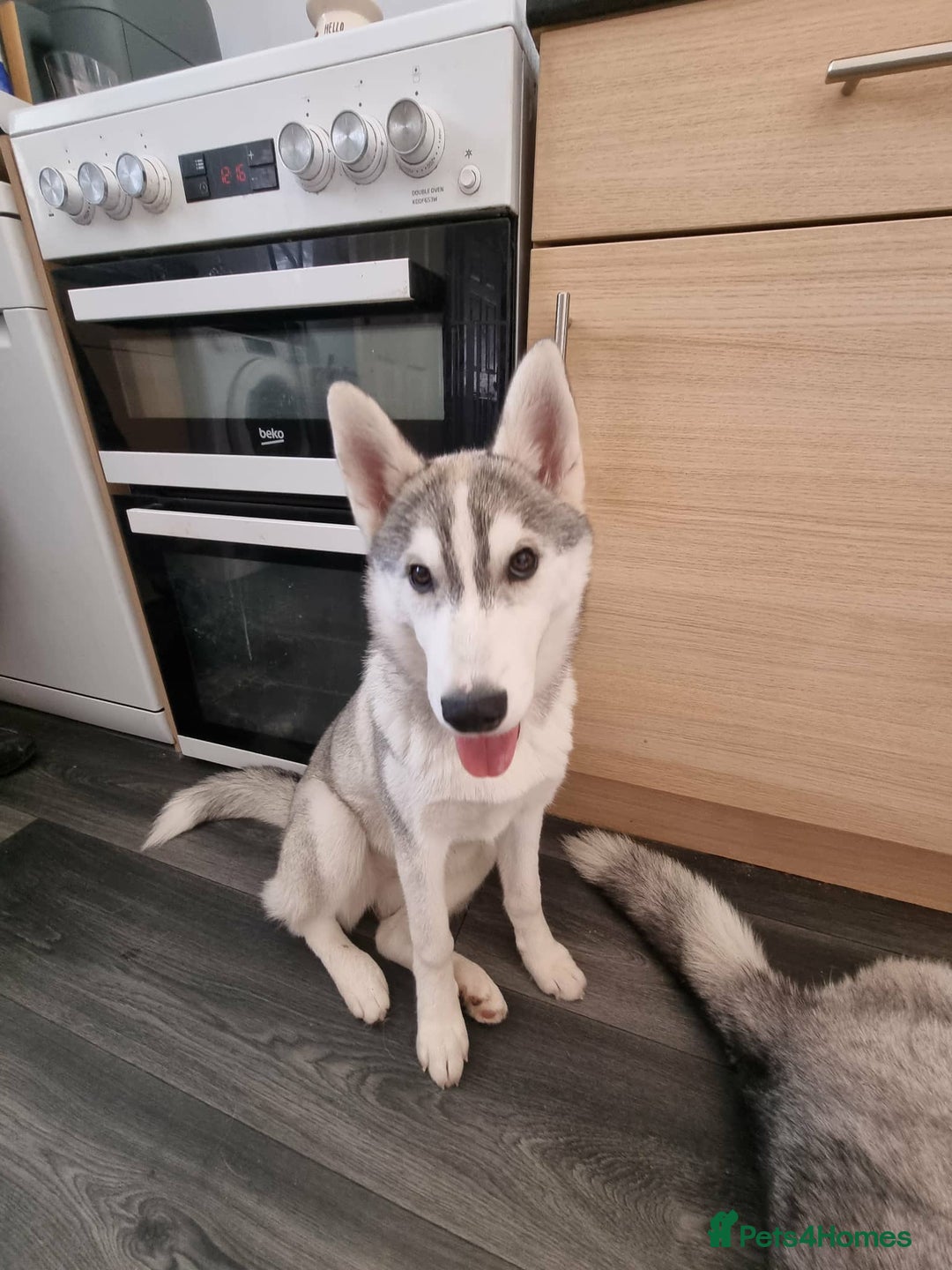 Siberian Husky dogs for sale: 8 month old female Pedigree Husky - Advert 1