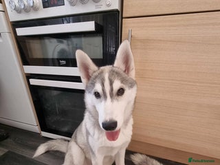 Siberian Husky dogs 8 month old female Pedigree Husky - Advert 1