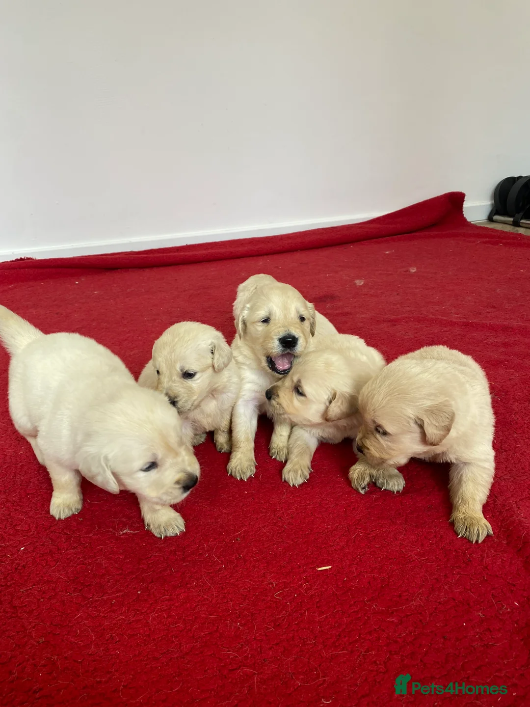 Golden Retriever dogs for sale: 💛🤍 5 Star ⭐️🐶 Golden Retriever Pups 🐶 🌟🤍💛 - Advert 6
