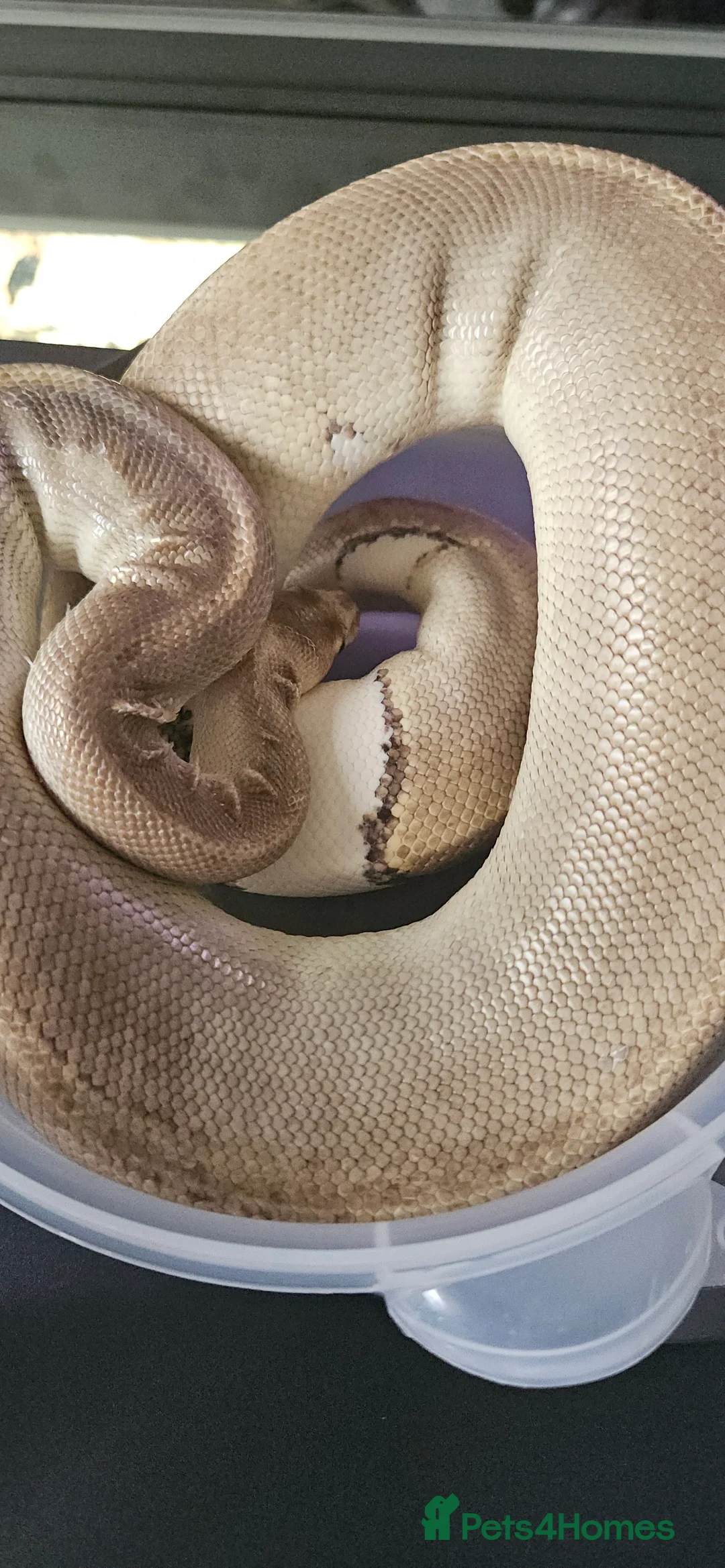 Python Snake reptiles for sale: Female Ball/Royal Python For Sale Champagne Morph - Advert 2