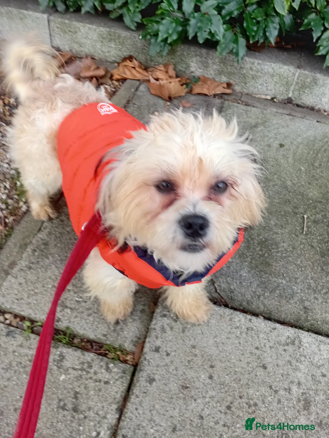 Mixed Breed dogs for sale: Adorable Maltese/Lhasa Apso puppies  - Advert 2