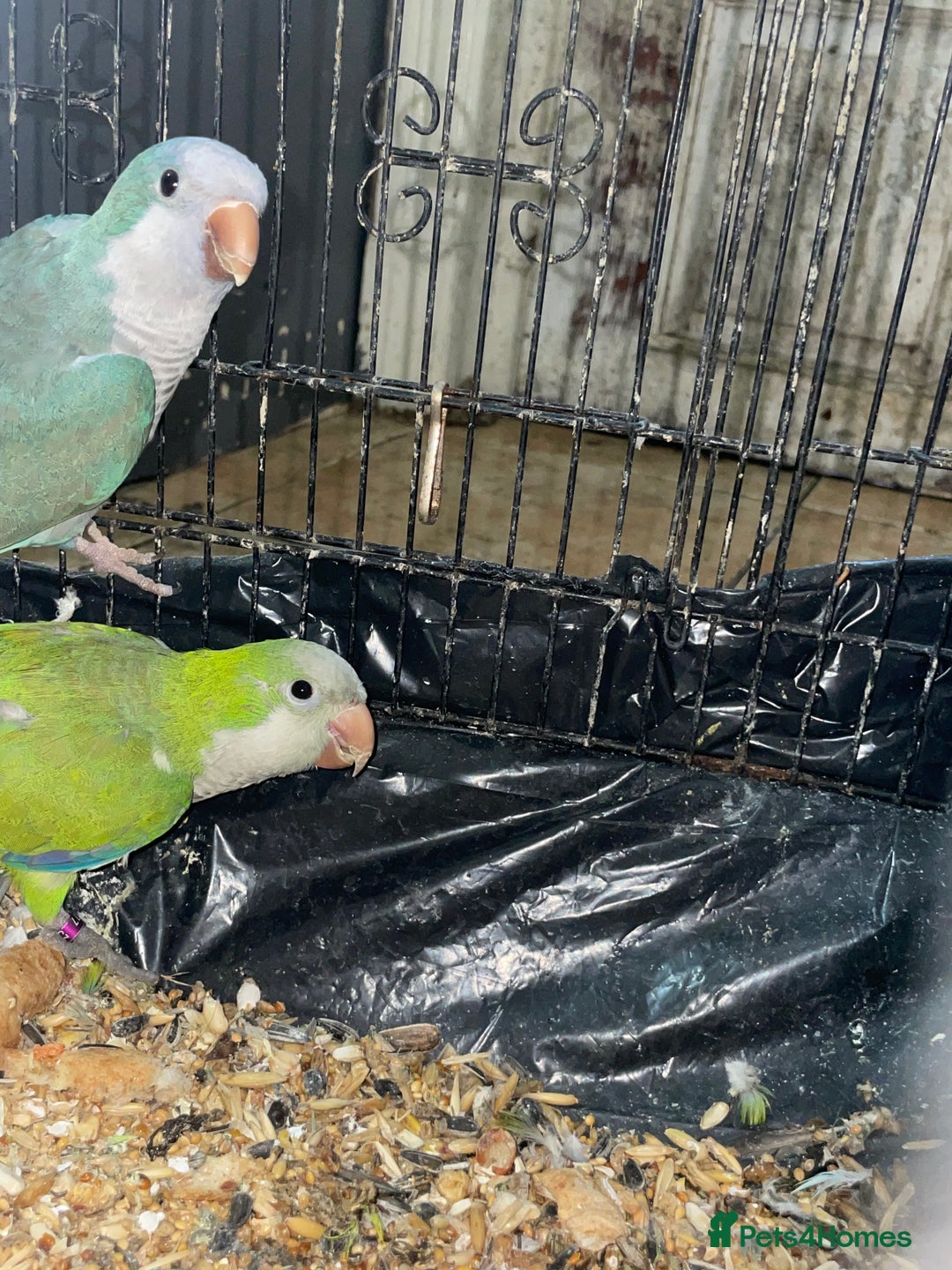 Parrots birds for sale: Quankers pairs for sale(Male and Female - Image 4