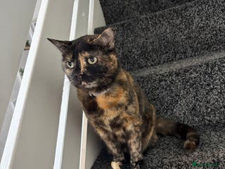 British Shorthair cats Female adult cat - Advert 16