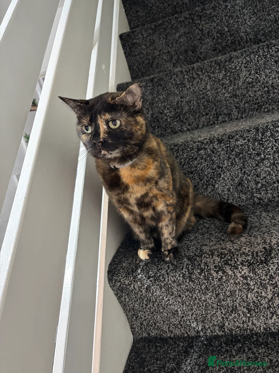 British Shorthair cats for sale: Female adult cat  - Advert 1