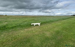 Jack Russell dogs for sale: Jack Russell Puppies - Image 4