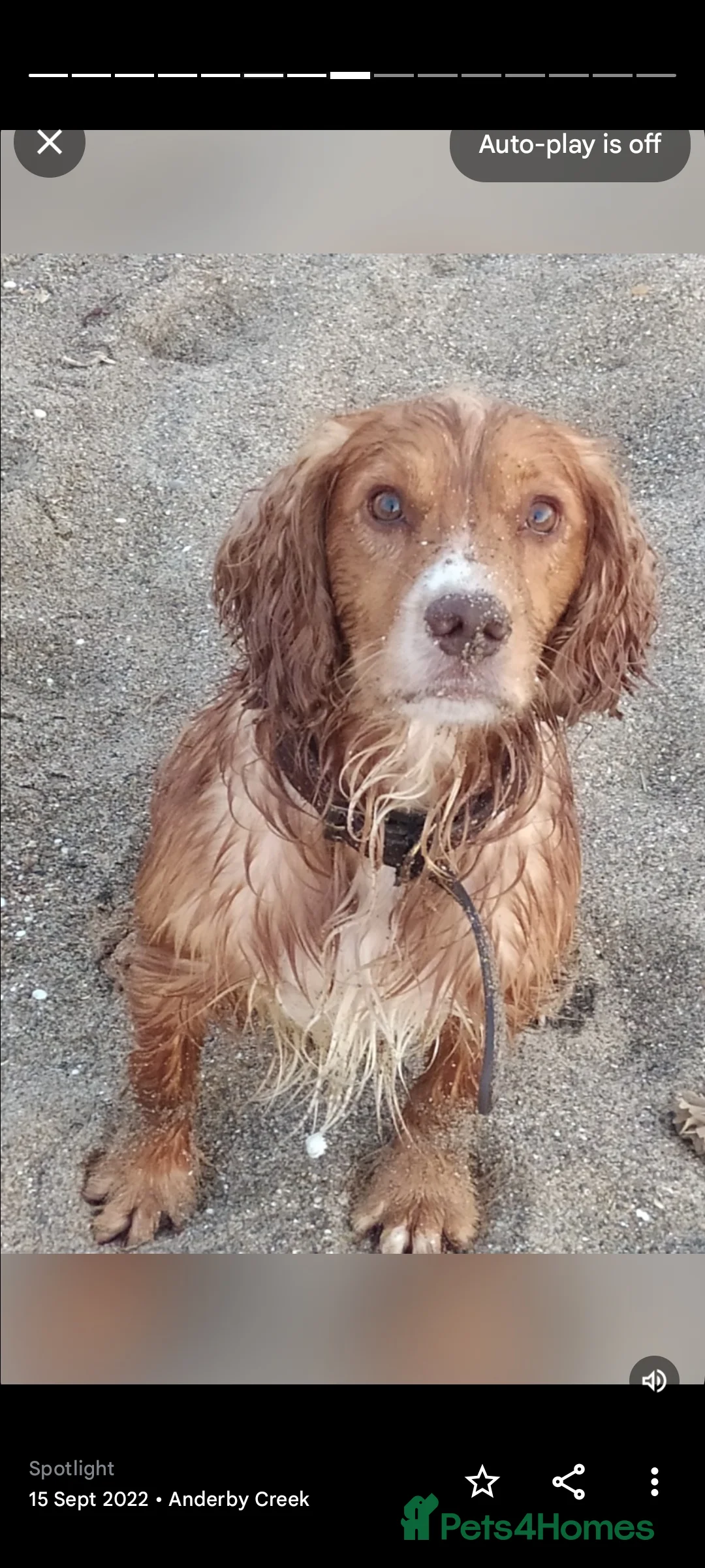 Cocker Spaniel dogs for stud: STUD working cocker (PROVEN) HEALTH TESTED! in Sutton-in-Ashfield - Advert 8