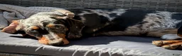 Dachshund dogs for sale: Loving 9 month old dappled dachshund boy for sale  - Advert 7