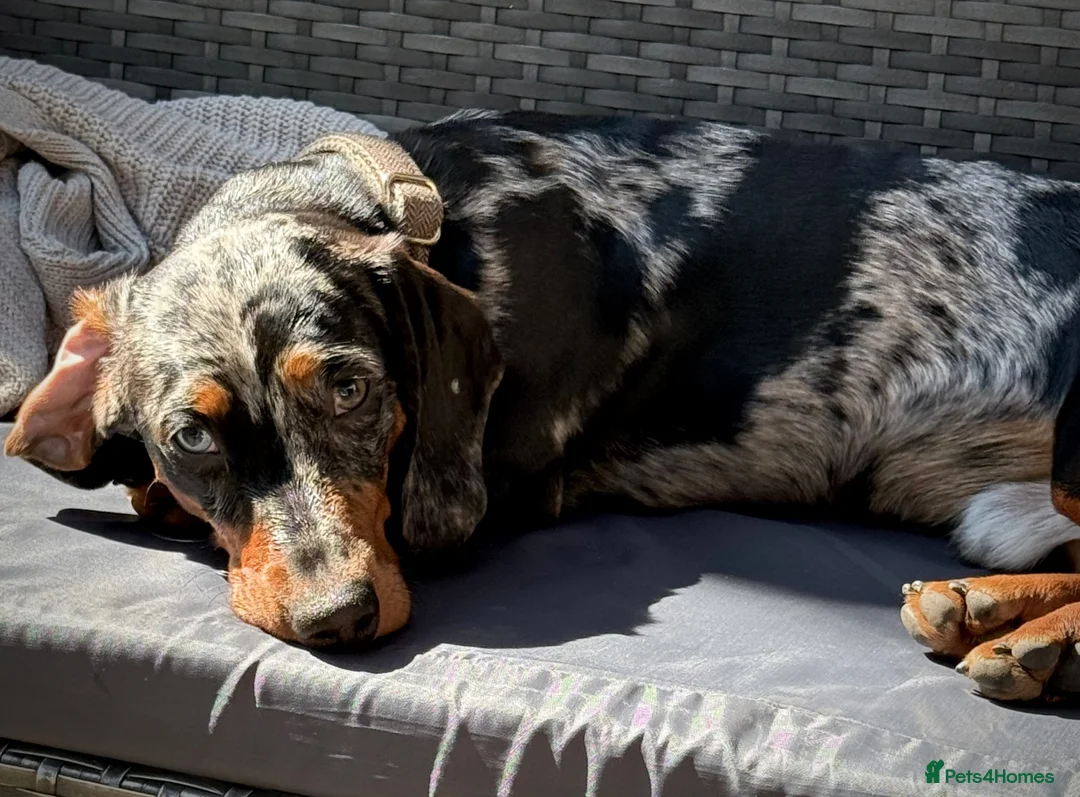 Dachshund dogs for sale: Loving 9 month old dappled dachshund boy for sale  - Advert 7