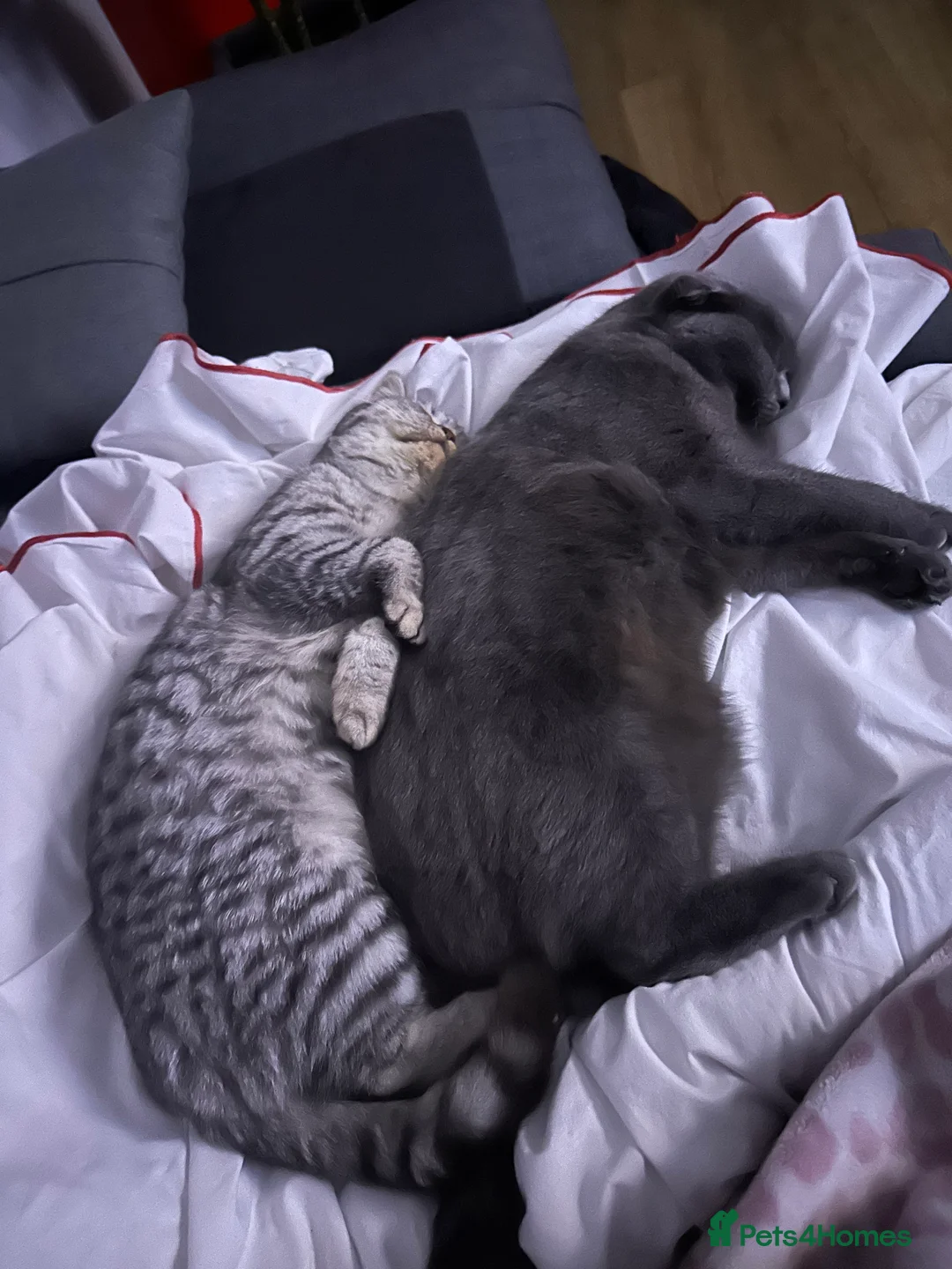 British Shorthair cats for stud: British shorthair  in Nottingham - Advert 10