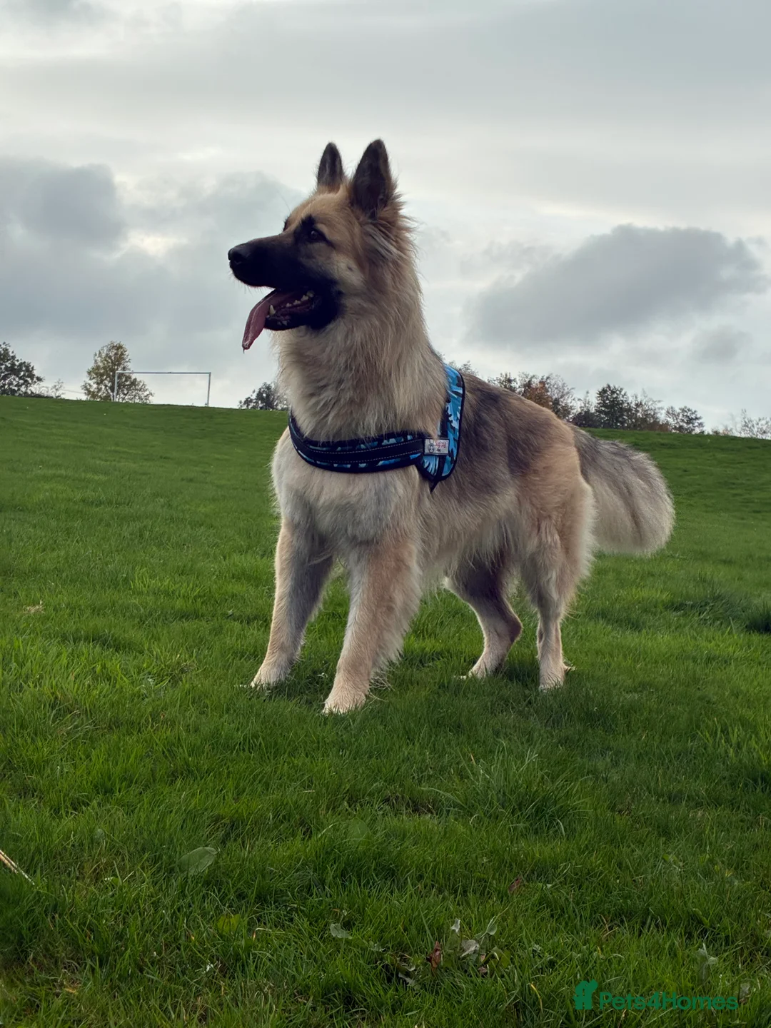 German Shepherd dogs for sale: German shepherd  - Advert 1