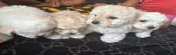 Mixed Breed dogs for sale: Bichon X Maltese mix  - Advert 8