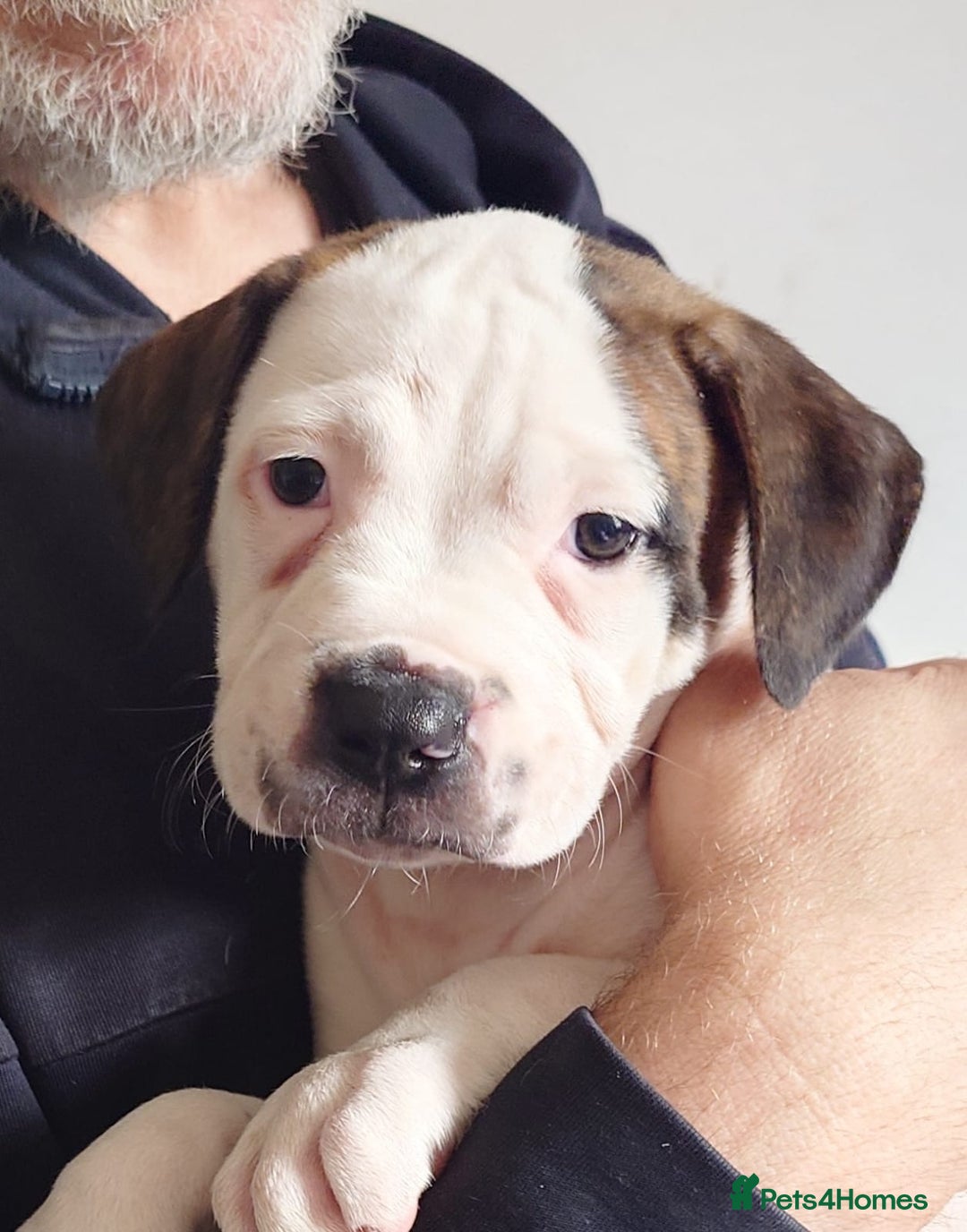 Mixed Breed dogs for sale: Looking for there forever home  - Image 9
