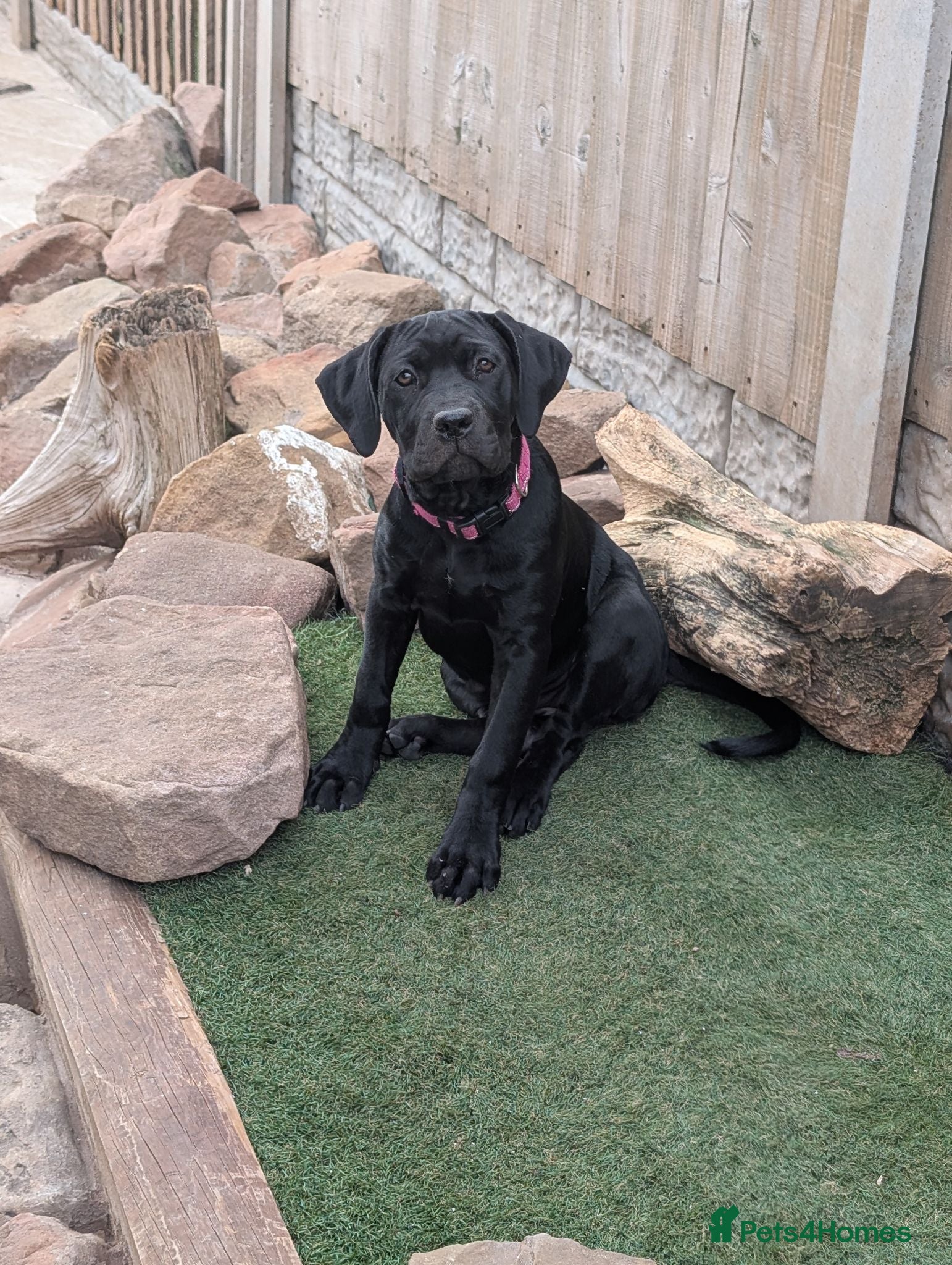 Cane Corso dogs Black female cane corso puppy  - Advert 3