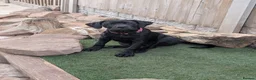 Cane Corso dogs for sale: Black female cane corso puppy  - Advert 1
