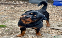 Rottweiler dogs for stud: Rottweiler Dog for Stud - Image 4